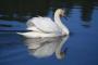 Swan's Avatar