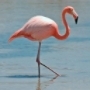 pretty flamingo's Avatar